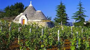 découverte du vignoble des Pouilles